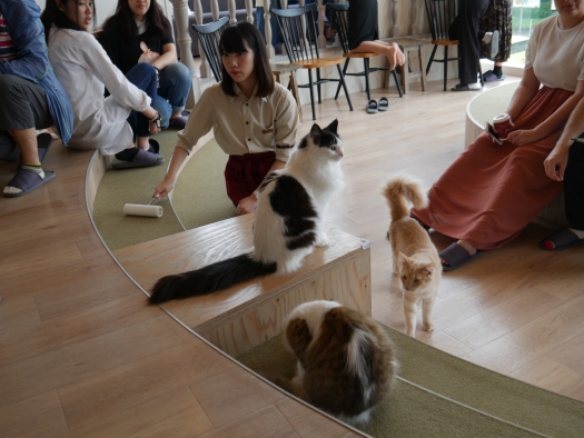 Malin fick syn på att kattkafé i närheten av tågstationen i Harajuku. Givetvis fick det bli ett besök på "Cat Cafe MoCHA". Besöket kostade 200 yen per person per 10 minuter. Vi köpte kaffe, men det hade man klarat sig utan. Grejen var katterna - inte drickan!