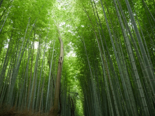 Den första heldagen i Kyoto tillbringades i området Arashiyama, en tjugominuters färd med lokaltåg västerut från Kyoto Station. Vi började dagen med en promenad i den fantastiska bambuskogen.
