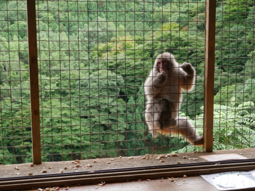 Iwatayama Monkey Park ligger en bit upp för ett berg, men det var absolut värt mödan. Gott om apor som får röra sig fritt. På bilden är det jag som står i en bur, inte tvärtom som det brukar vara.